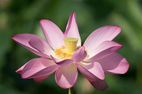 Lotus blossom. Things To Know About Lotus blossom. 